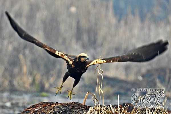 Marsh Harrier
