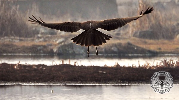 Marsh Harrier