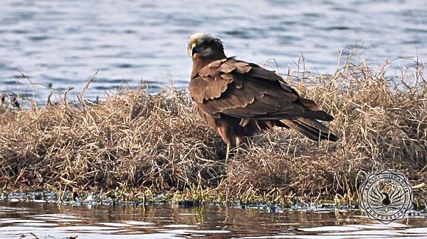 Marsh Harrier