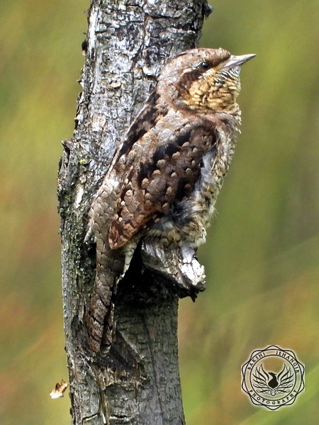 Eurasian Wryneck
