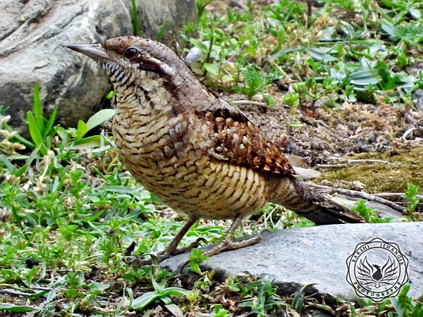 Eurasian Wryneck