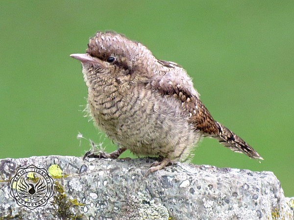 Eurasian Wryneck