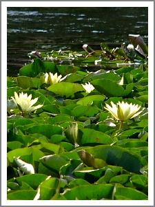 Waterlilies