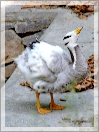 Bar-headed Goose