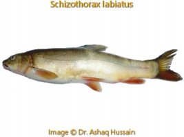 Fishes of Kashmir