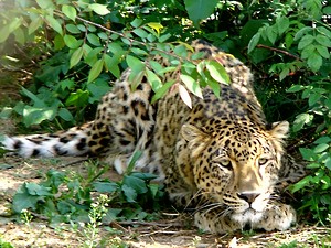 Kashmir Leopard
